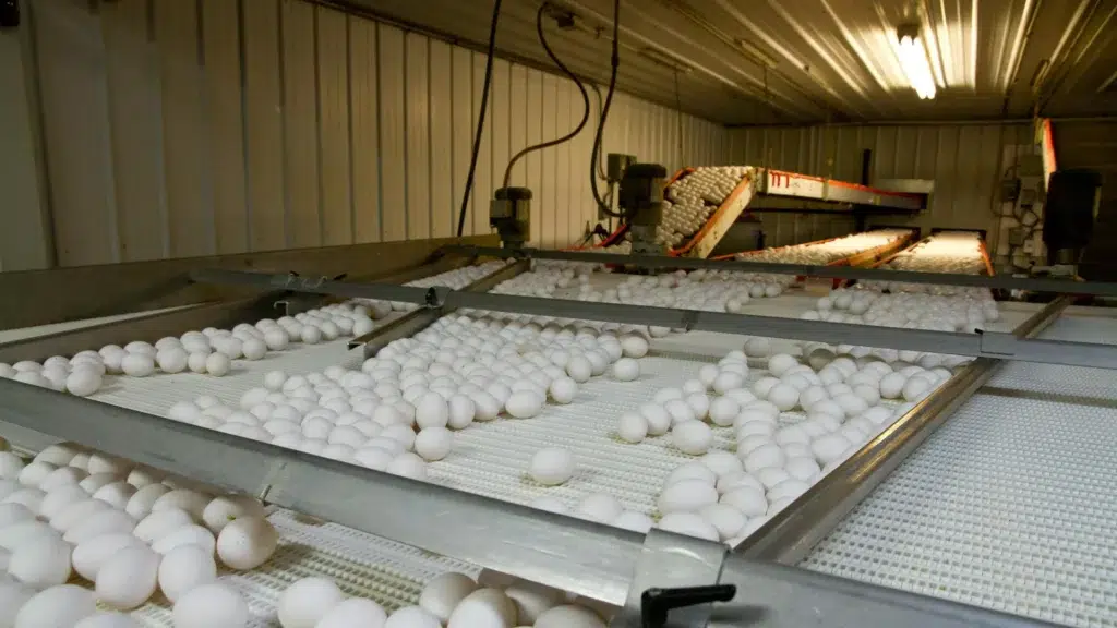 Egg automation system