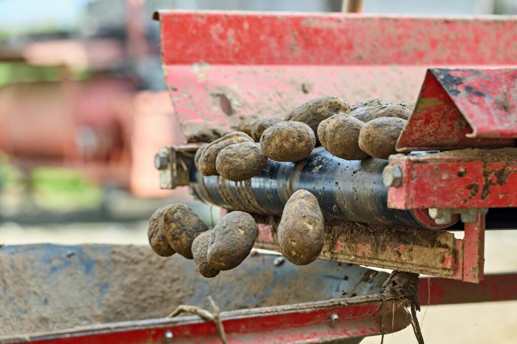 Potatoes on a conveyor belt