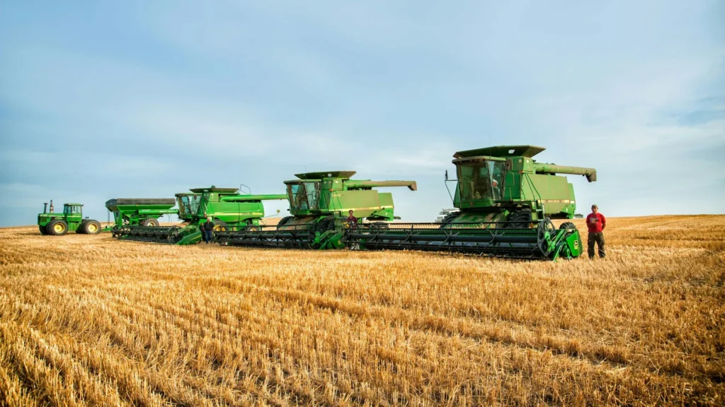 Combines in a wheat field, sitting side by side